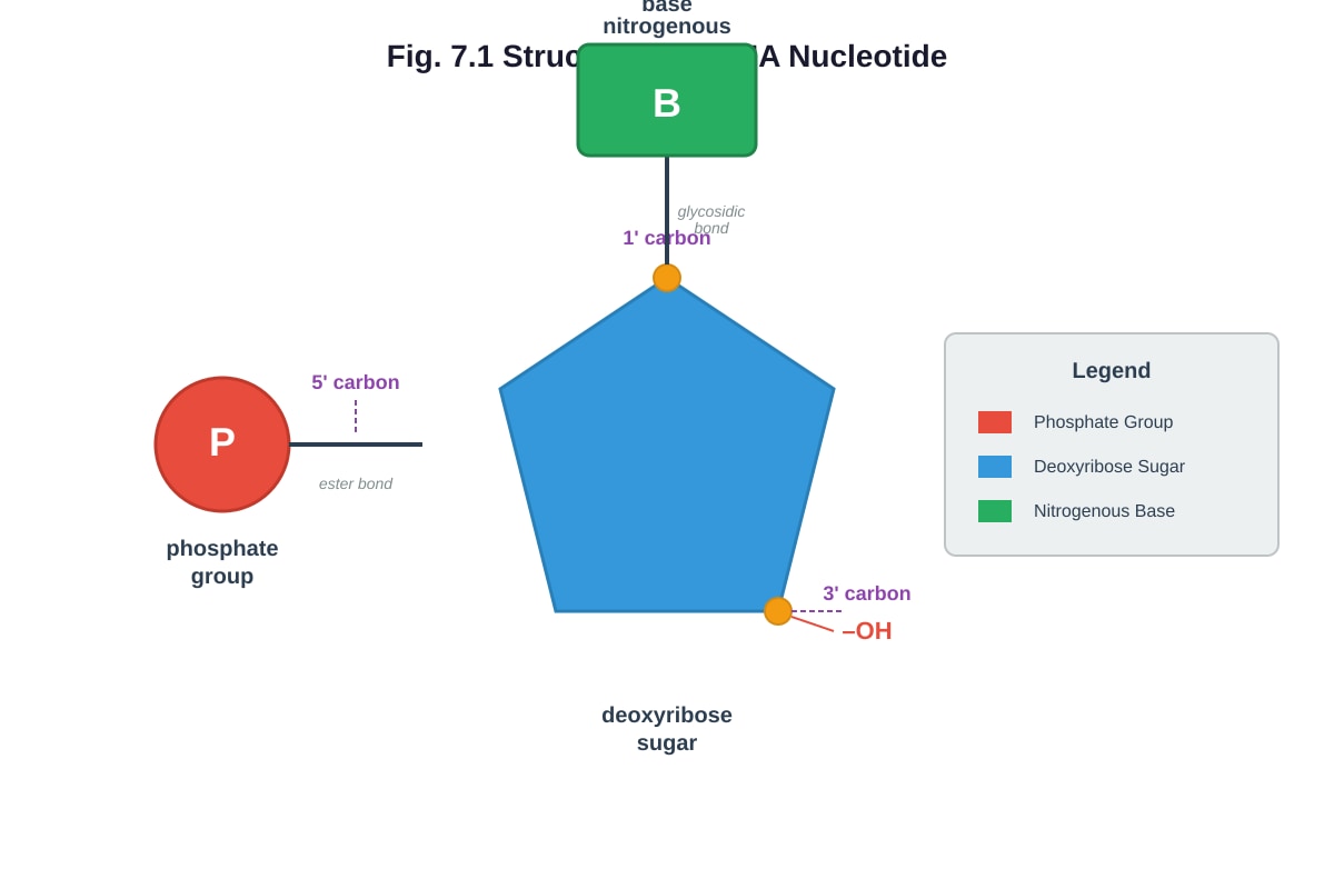 Diagram for Q7 (ALEVEL Biology H2)