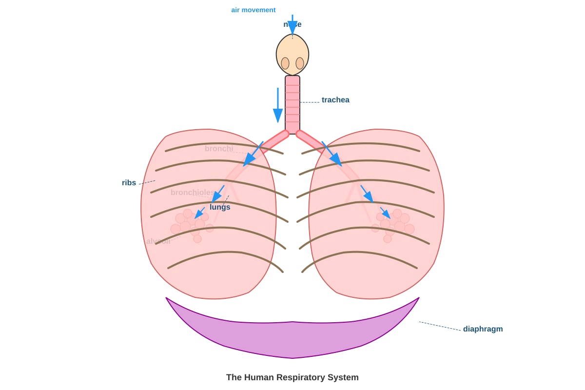 Diagram for Q19 (P5 Science)