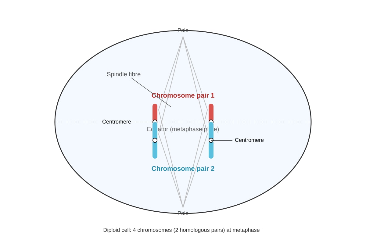 Diagram for Q13 (SEC3 Biology)