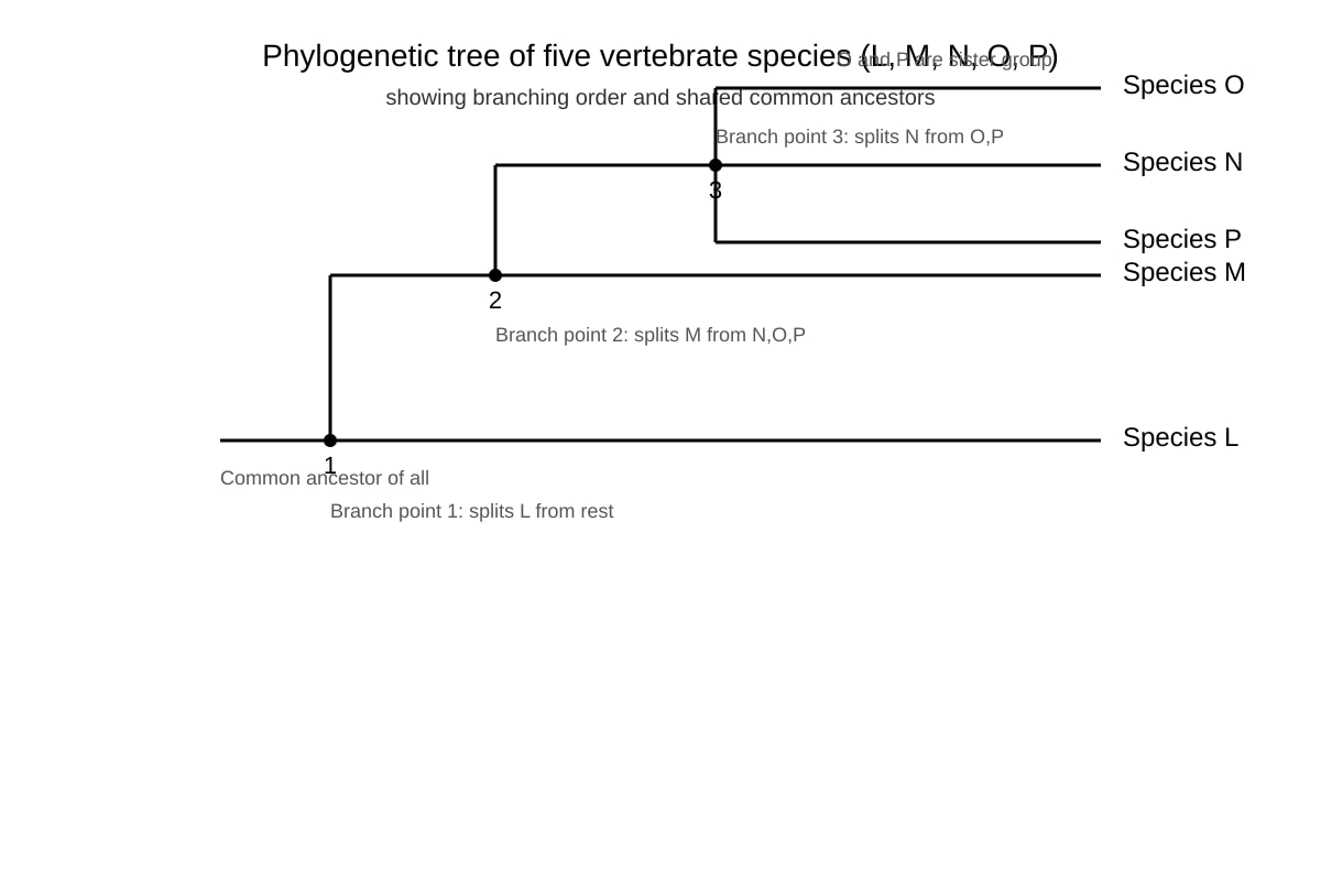 Diagram for Q12 (ALEVEL Biology H1)
