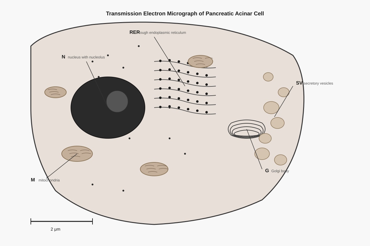 Figure for Q13 (SEC3 Biology)