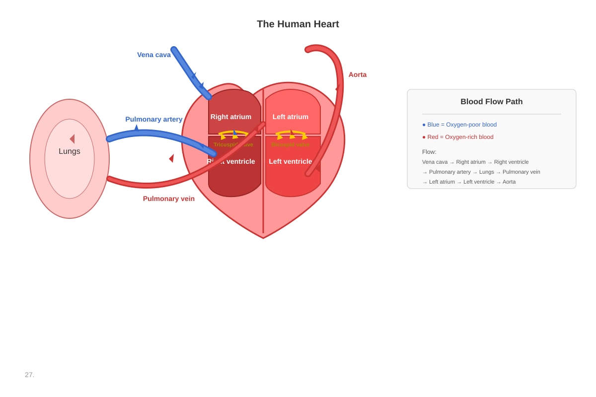 Diagram for Q27 (P5 Science)