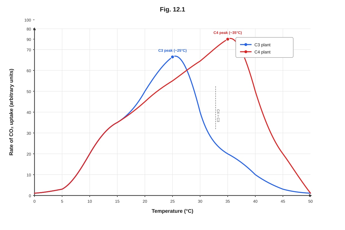 Graph for Q12 (ALEVEL Biology H2)