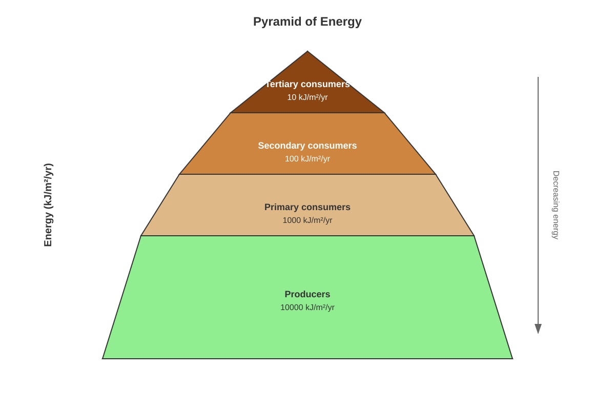 Diagram for Q37 (P6 Science)
