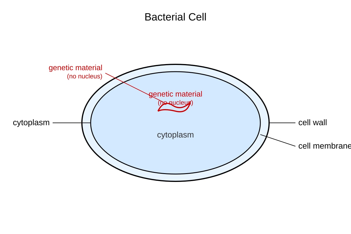 Diagram for Q19 (SEC1 Science)