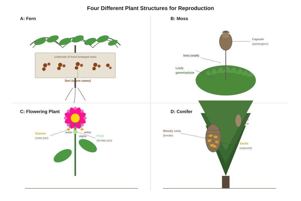 Diagram for Q21 (P5 Science)