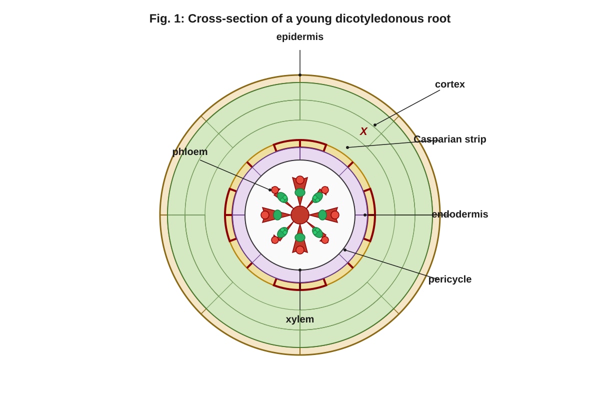 Diagram for Q6 (ALEVEL Biology H1)