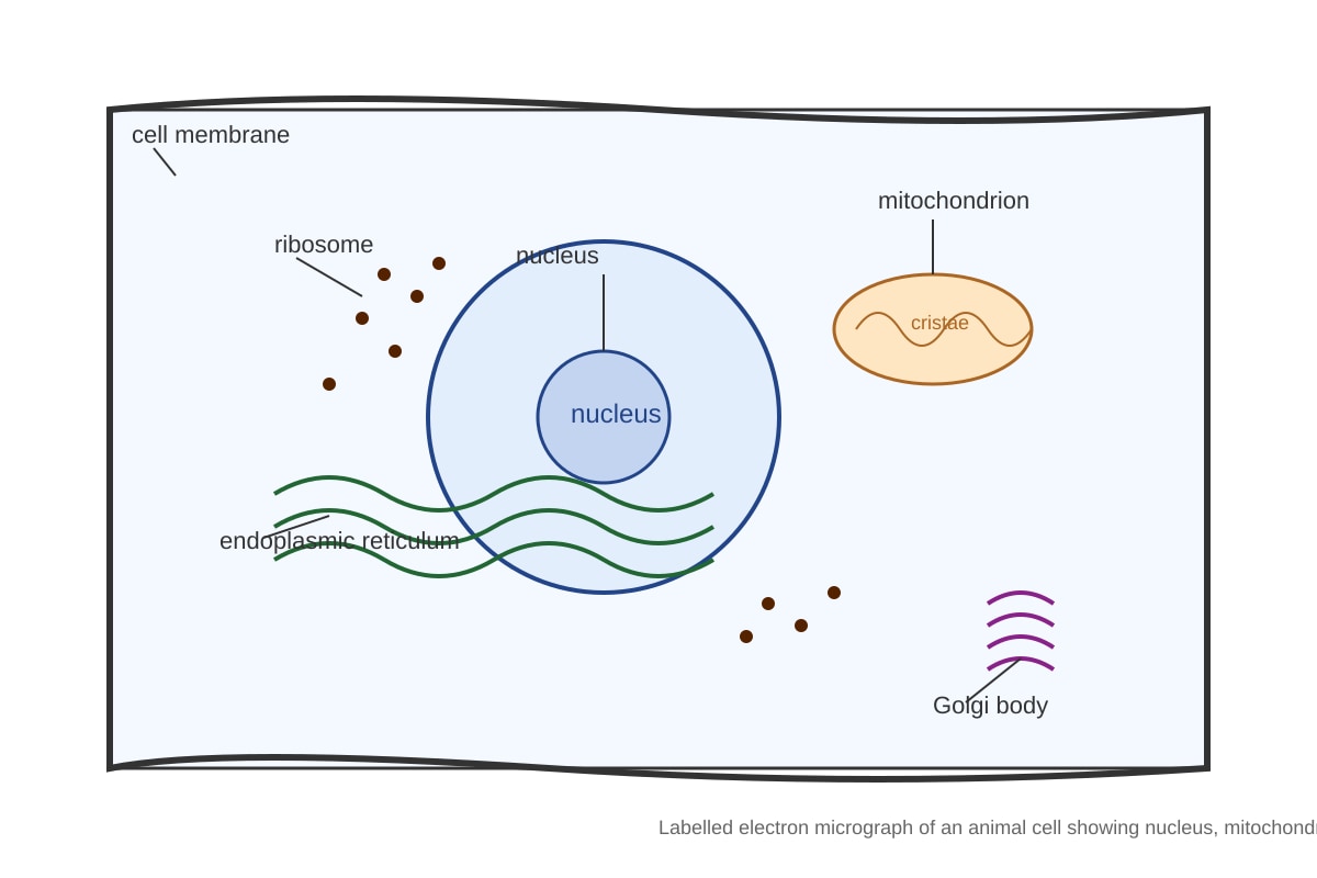 Diagram for Q10 (OLEVEL Biology)