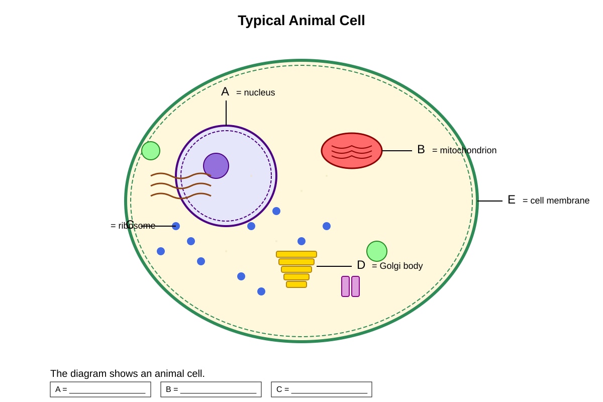 Diagram for Q7 (SEC3 Biology)