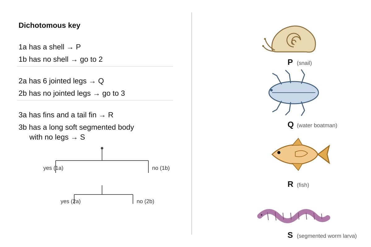 Diagram for Q8 (P5 Science)