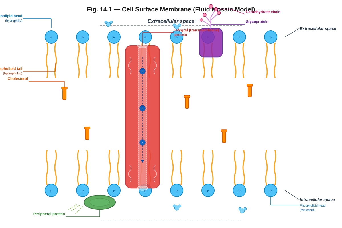 Diagram for Q14 (ALEVEL Biology H2)
