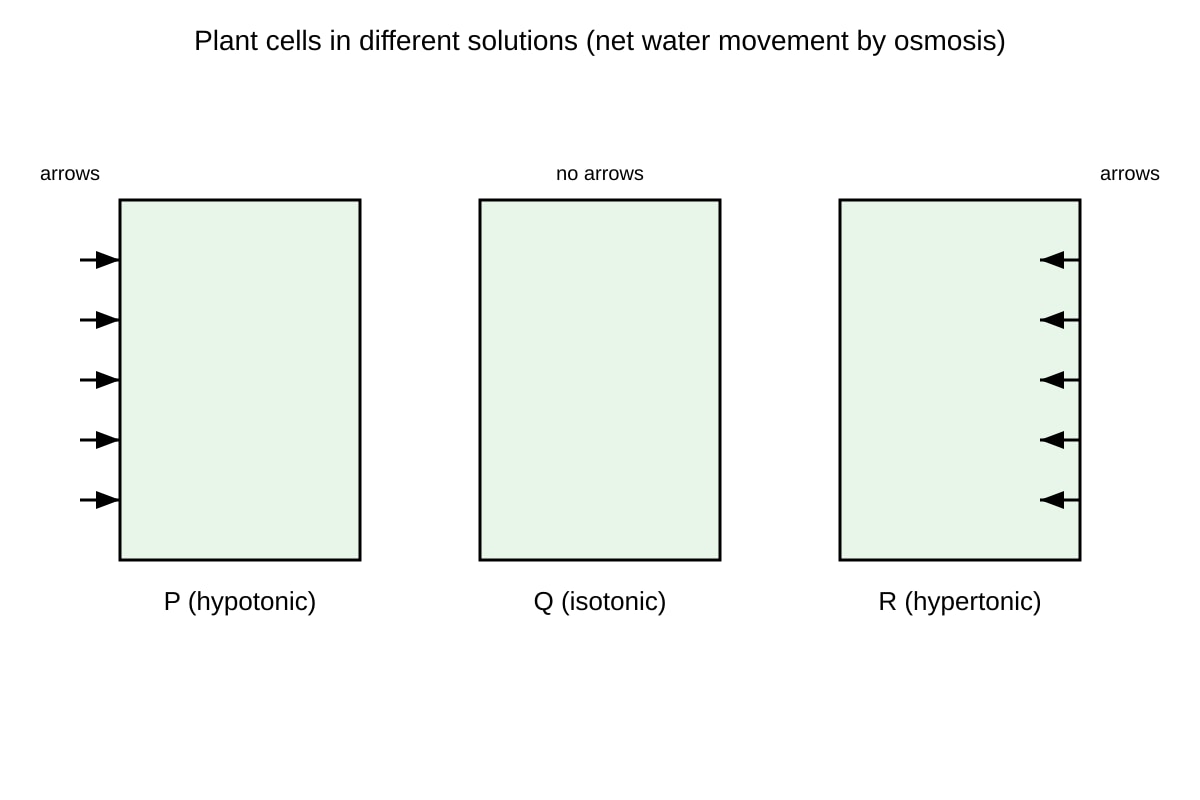 Diagram for Q12 (SEC4 Pure Biology)