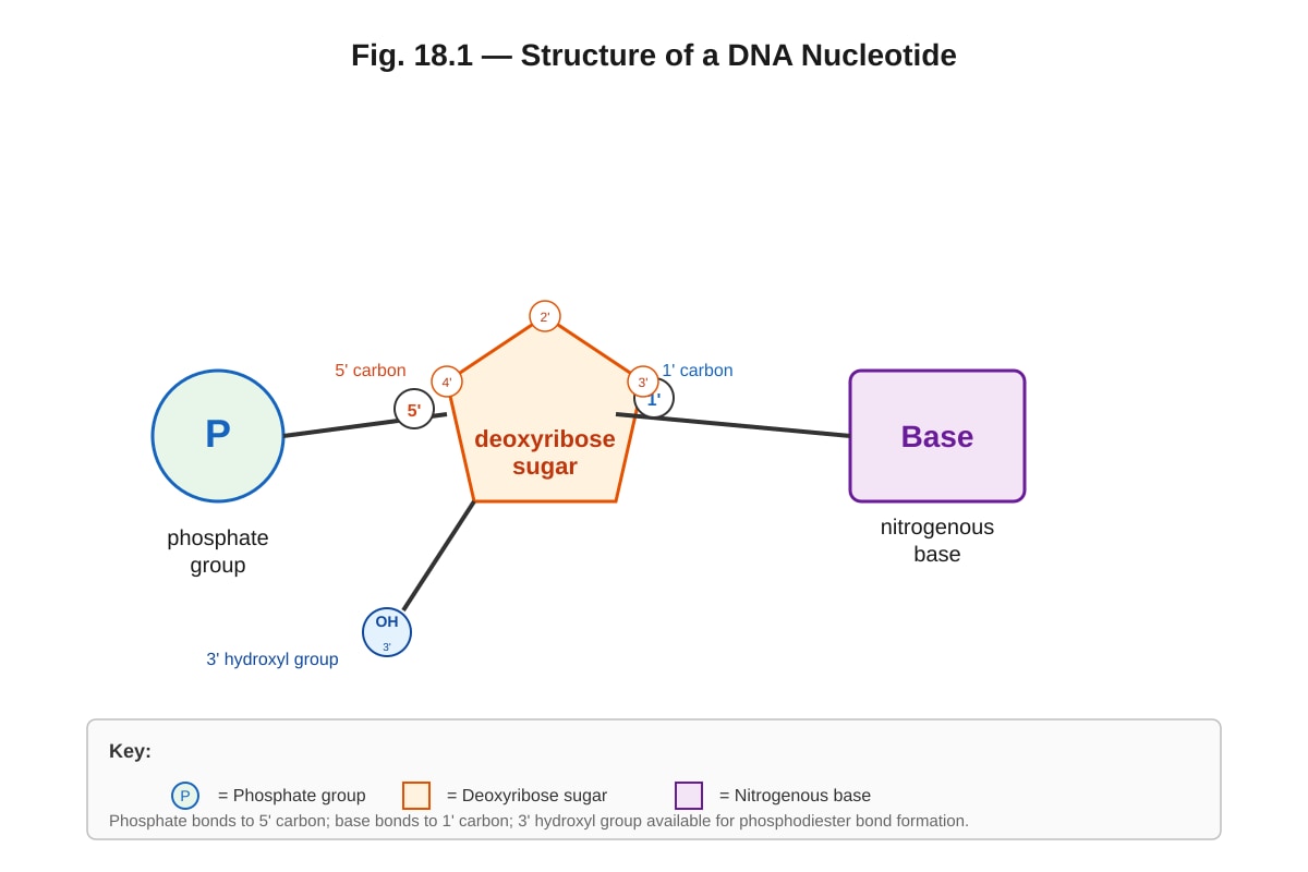 Diagram for Q18 (ALEVEL Biology H1)