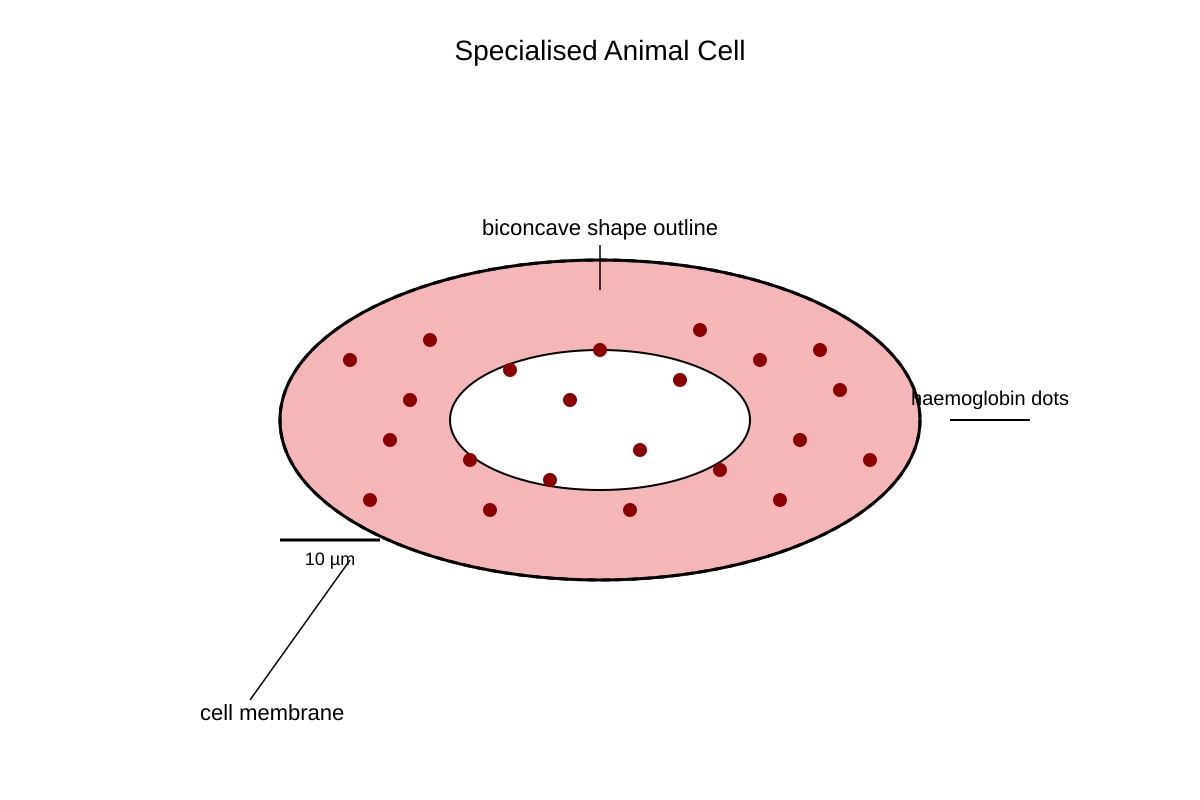 Diagram for Q9 (SEC3 Biology)