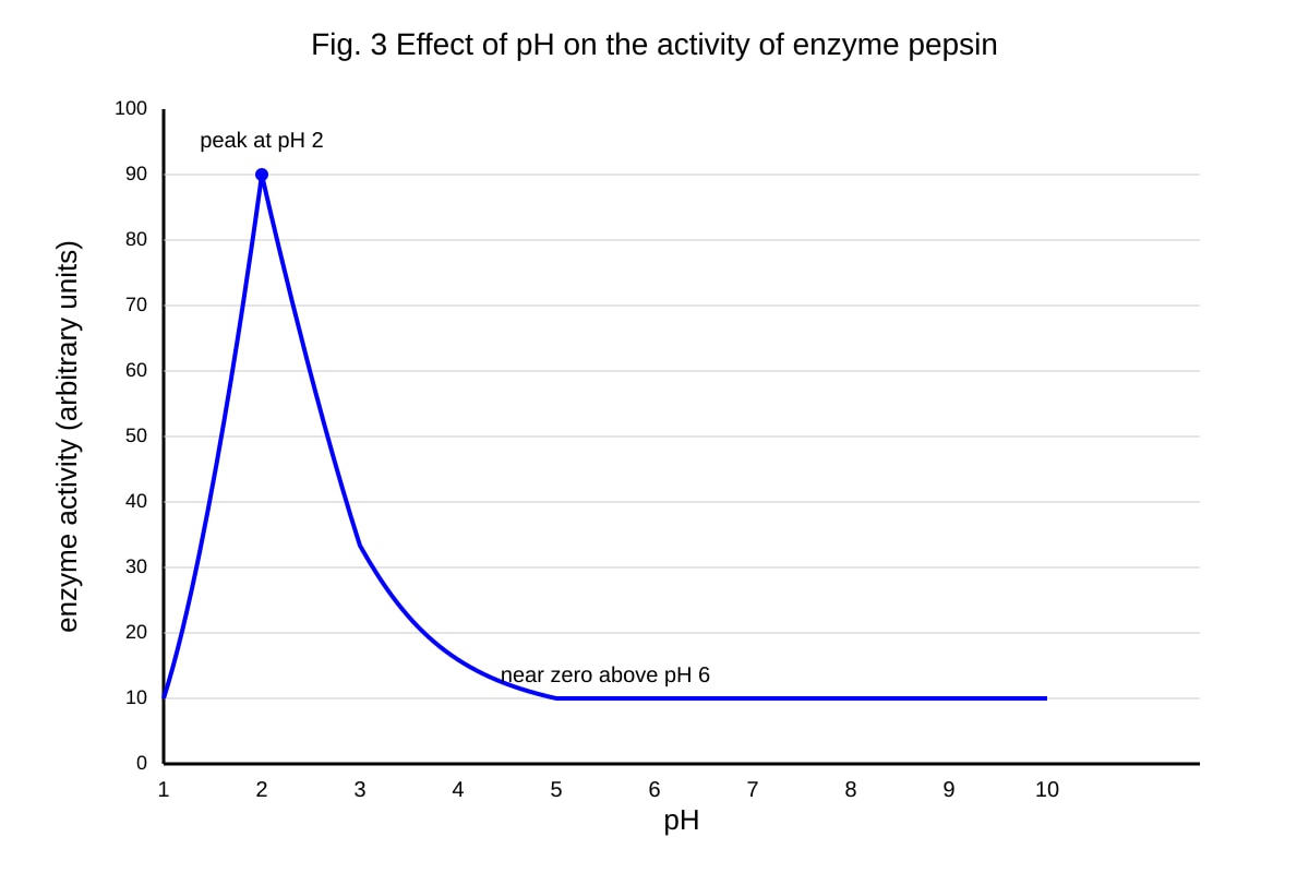 Graph for Q17 (SEC4 Pure Biology)