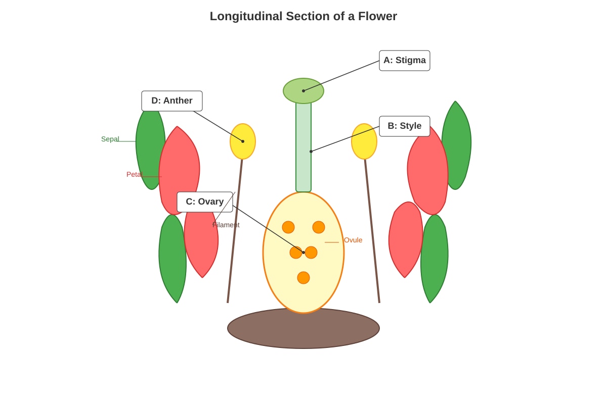Diagram for Q34 (P5 Science)