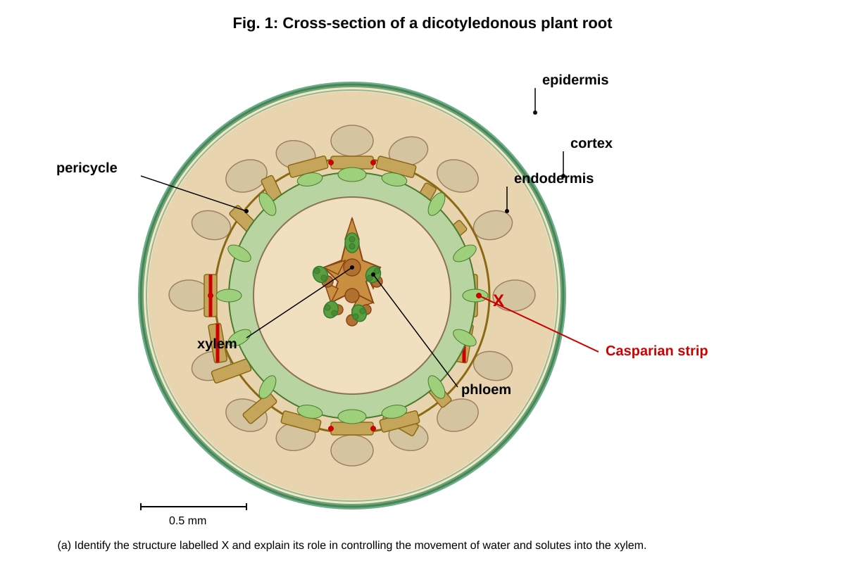 Diagram for Q6 (ALEVEL Biology H1)