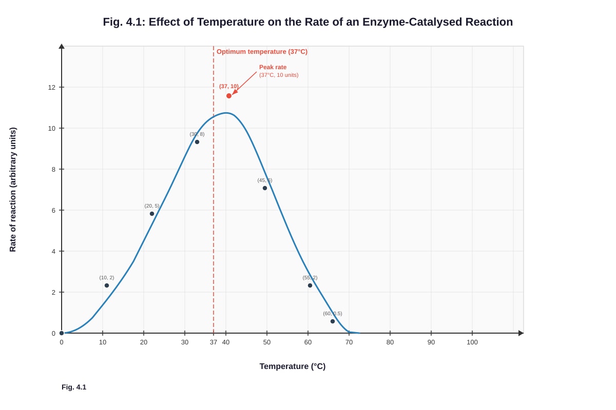 Graph for Q4 (ALEVEL Biology H1)