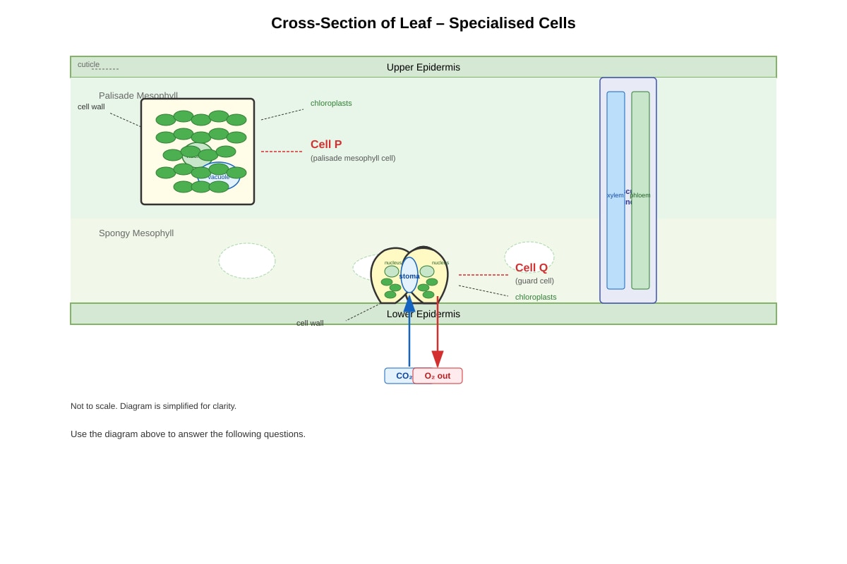 Diagram for Q19 (SEC1 Science)
