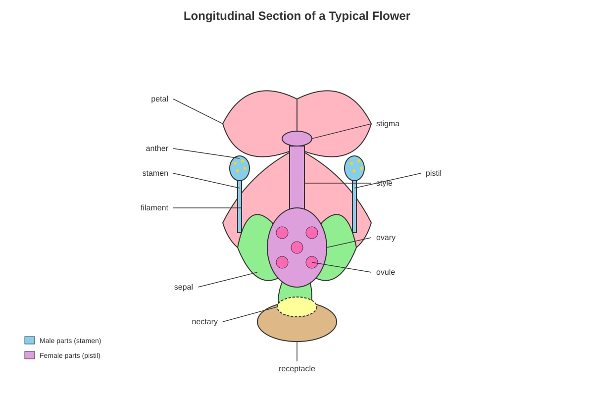 Diagram for Q20 (P6 Science)