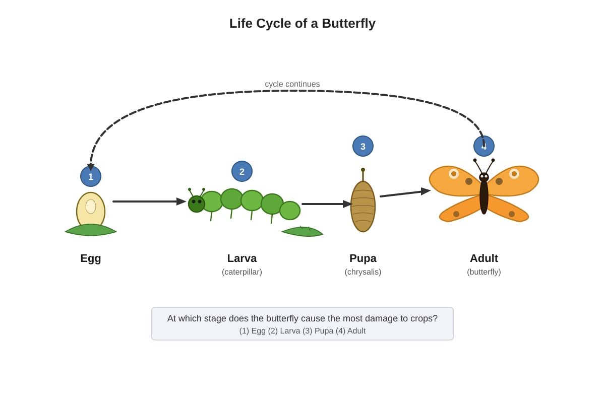 Diagram for Q23 (P6 Science)