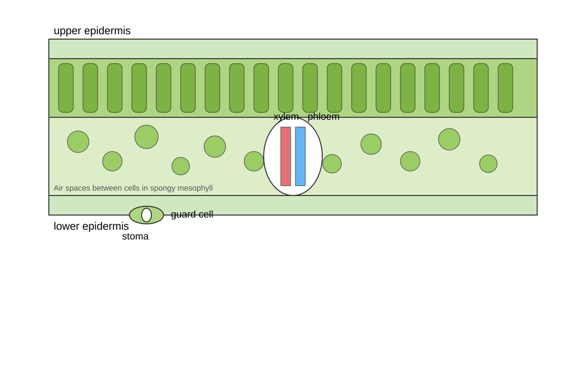 Diagram for Q11 (SEC4 Combined Sci Bio)