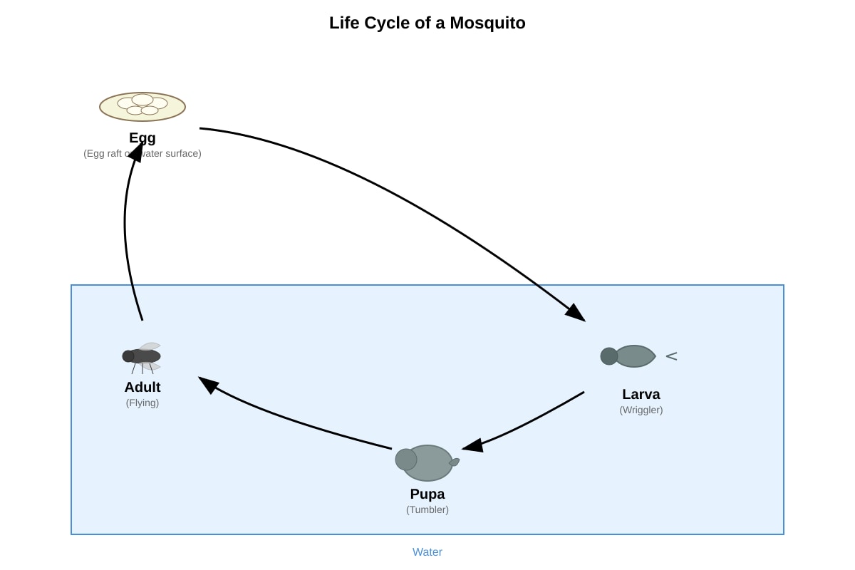 Diagram for Q11 (P5 Science)