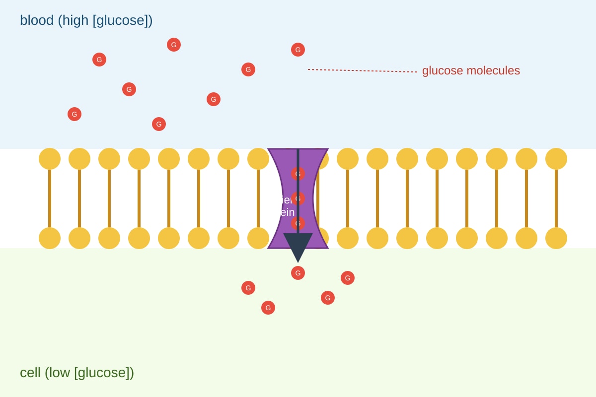 Diagram for Q11 (ALEVEL Biology H1)