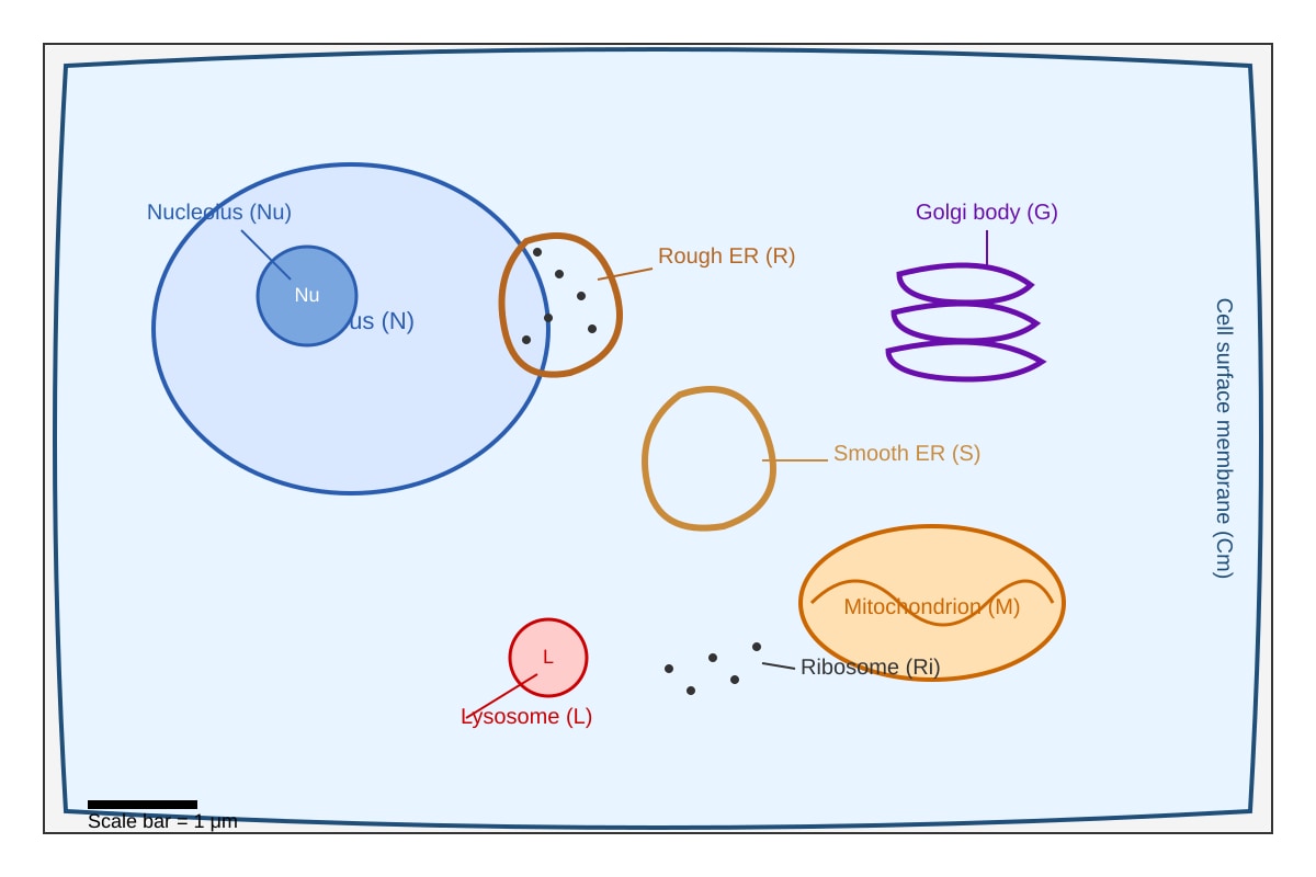 Diagram for Q9 (ALEVEL Biology H2)