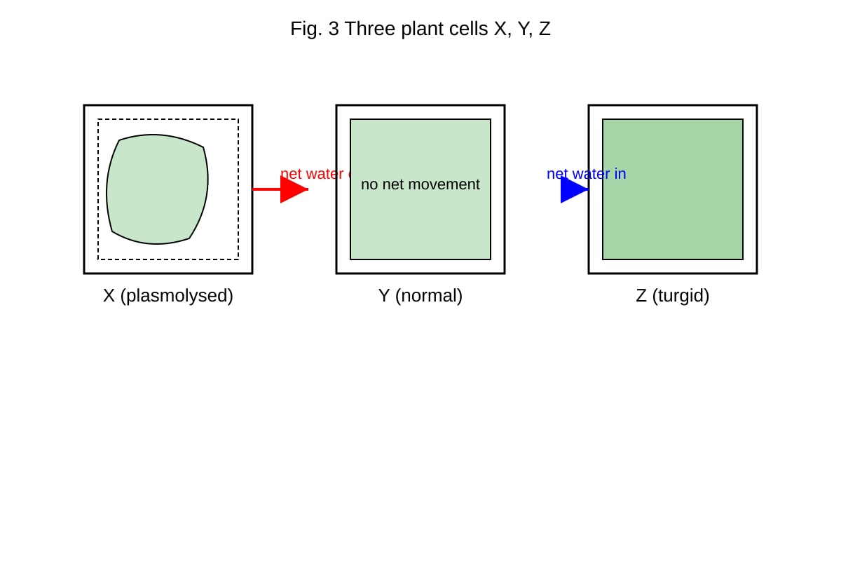 Diagram for Q12 (SEC4 Pure Biology)