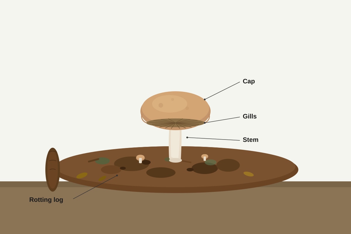 Diagram for Q15 (P4 Science)
