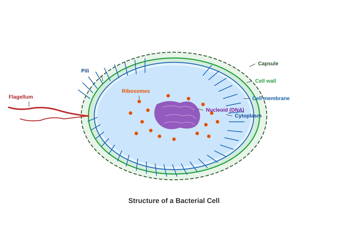 Diagram for Q33 (P6 Science)