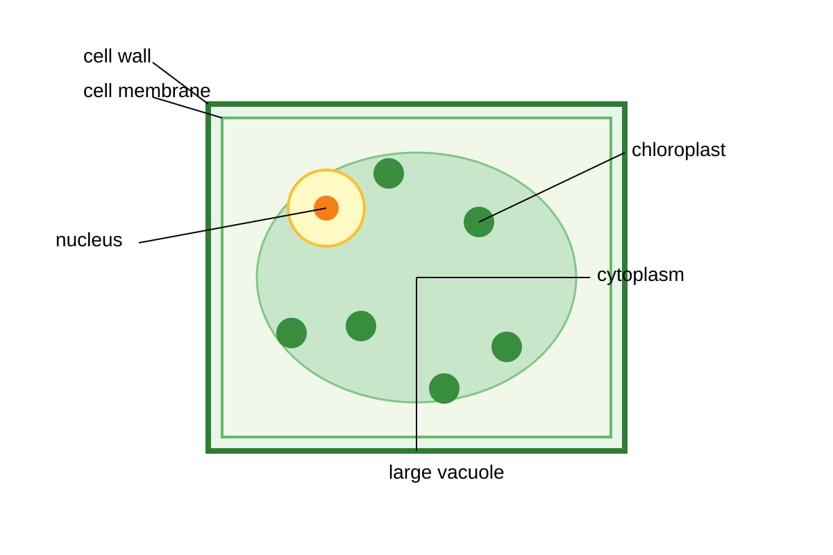 Diagram for Q12 (SEC3 Biology)