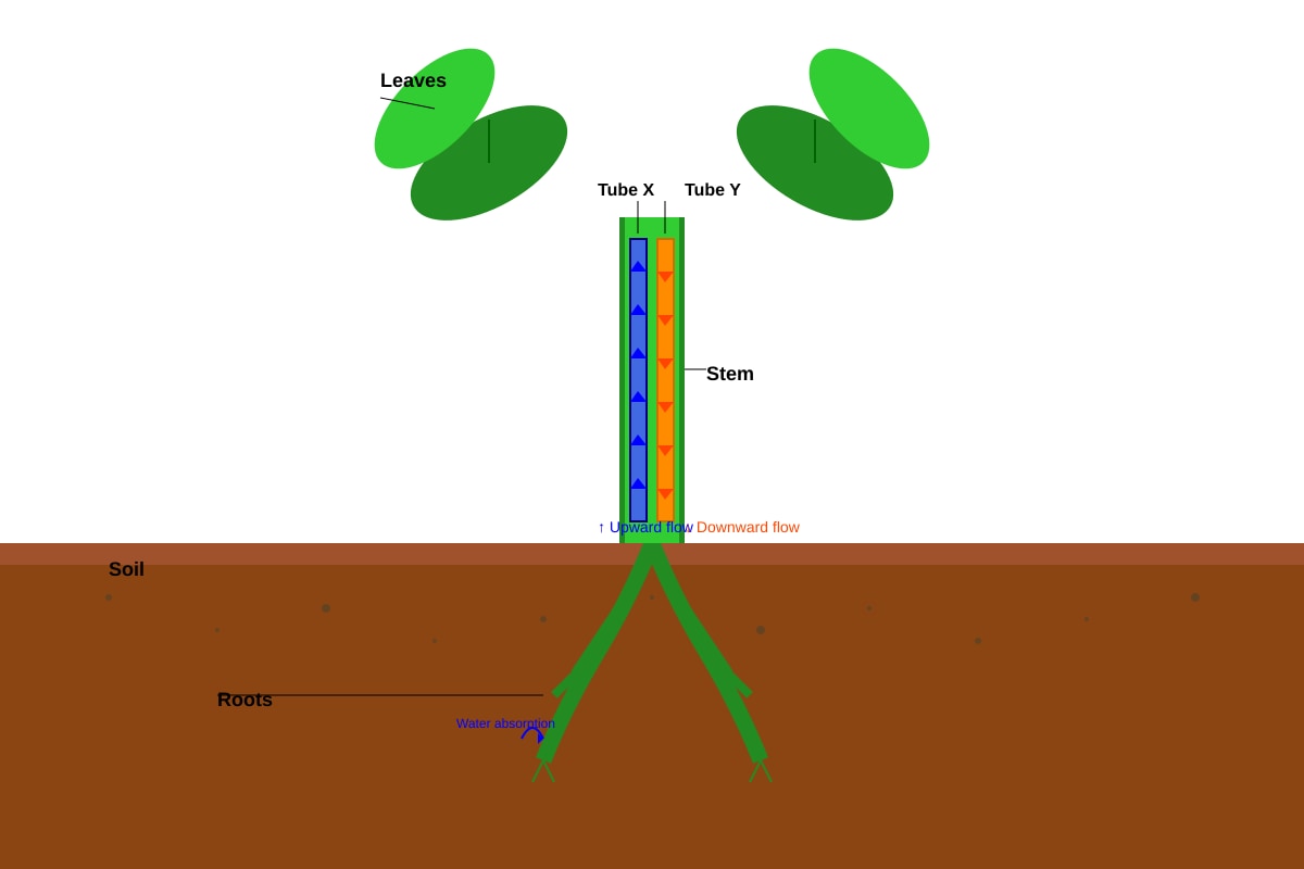 Diagram for Q11 (P4 Science)