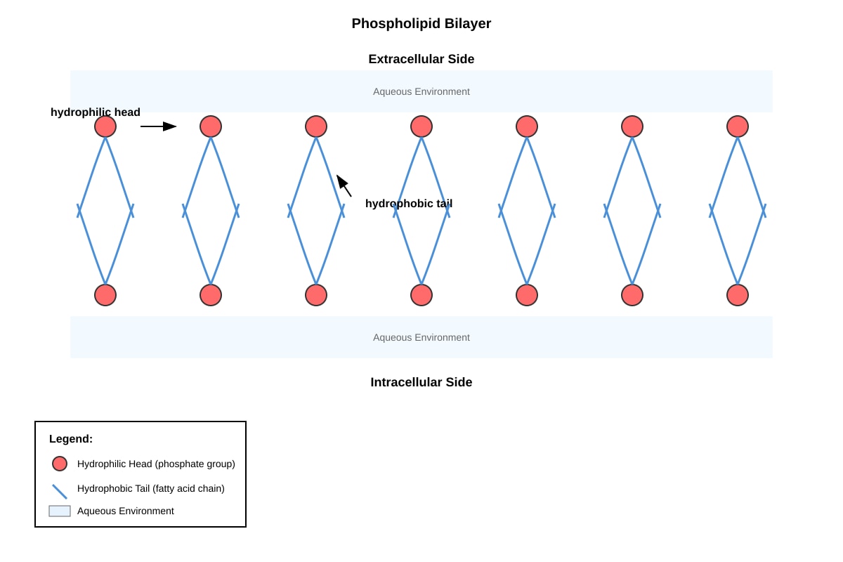 Diagram for Q4 (ALEVEL Biology H2)