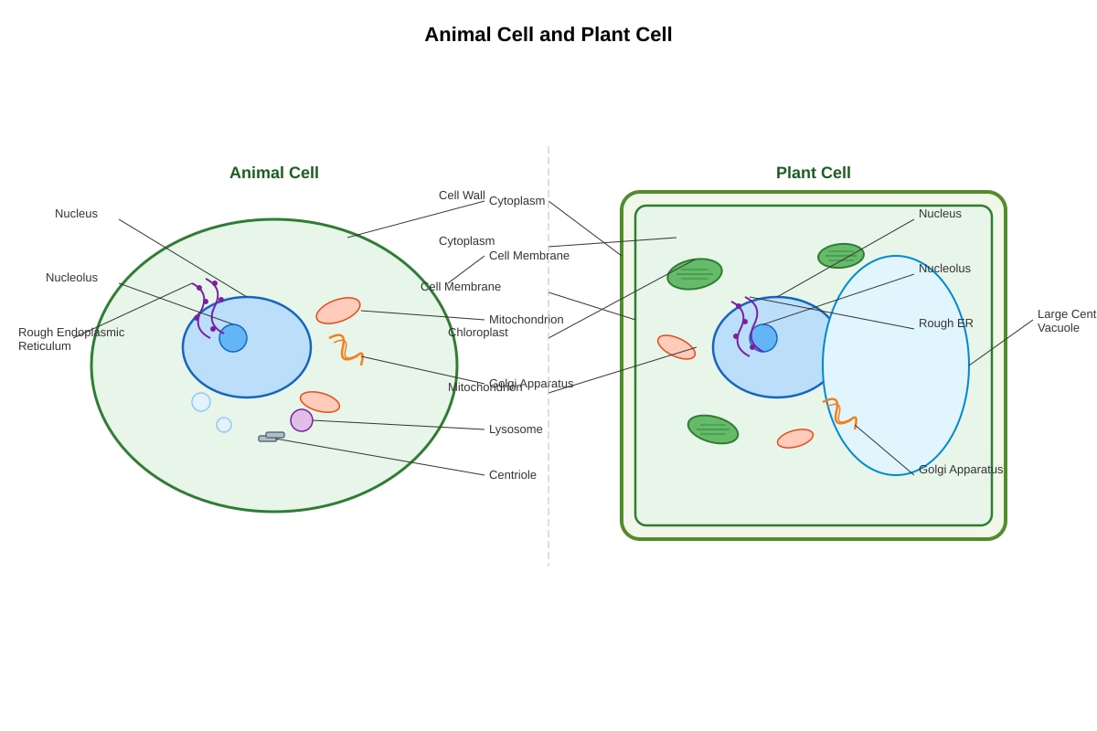Diagram for placeholder 5 (OLEVEL Biology)
