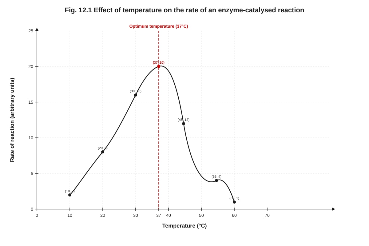 Graph for Q12 (ALEVEL Biology H2)