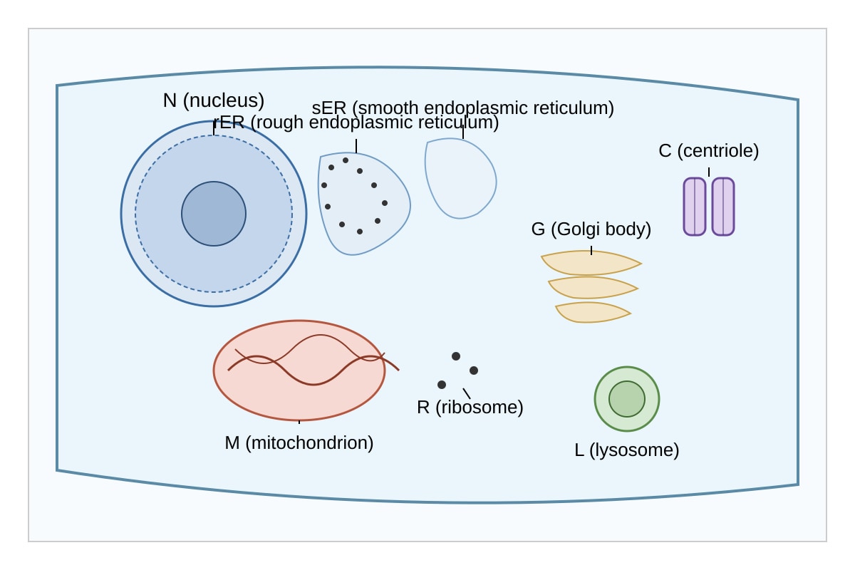 Diagram for Q9 (ALEVEL Biology H2)