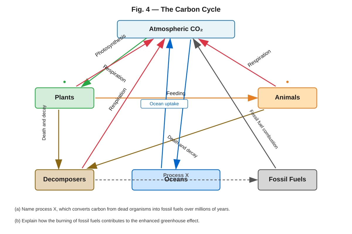 Diagram for Q12 (ALEVEL Biology H1)