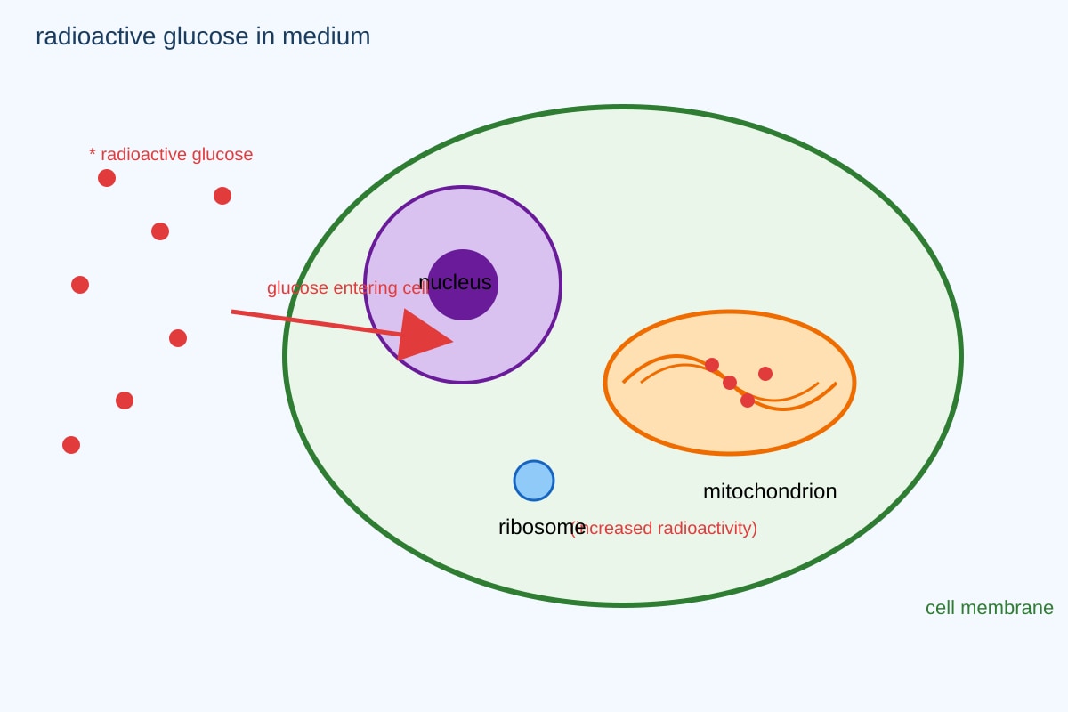 Experimental Setup for Q15 (SEC3 Biology)