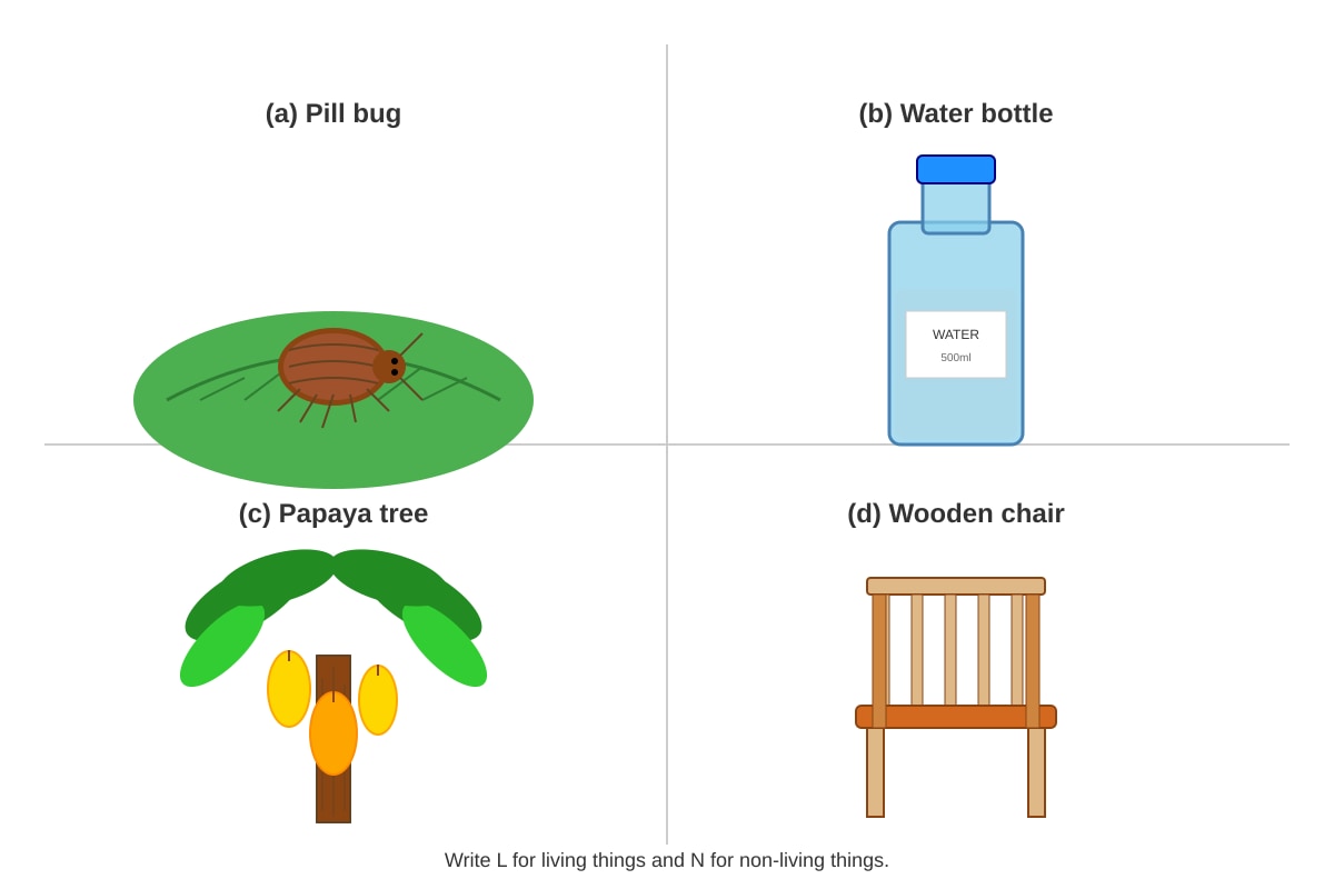 Diagram for Q11 (P3 Science)