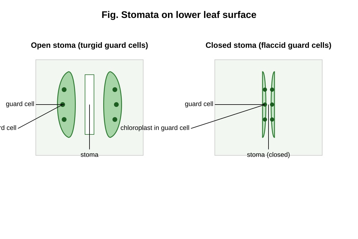 Diagram for Q10 (SEC4 Pure Biology)