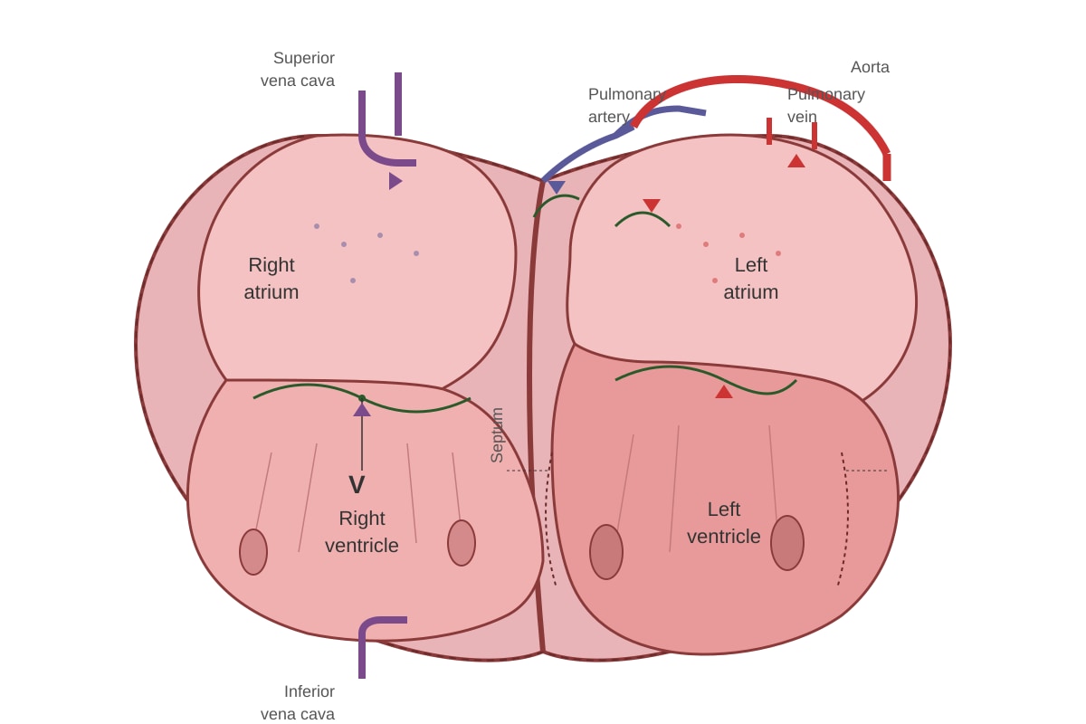 Diagram for placeholder 3 (SEC4 Combined Sci Bio)