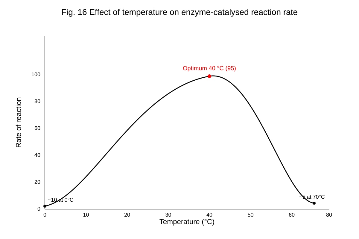 Graph for Q16 (ALEVEL Biology H1)