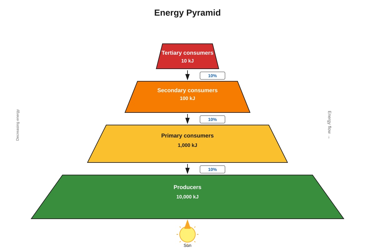 Diagram for Q33 (P6 Science)