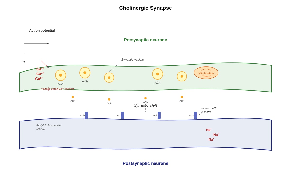 Diagram for placeholder 2 (ALEVEL Biology H3)