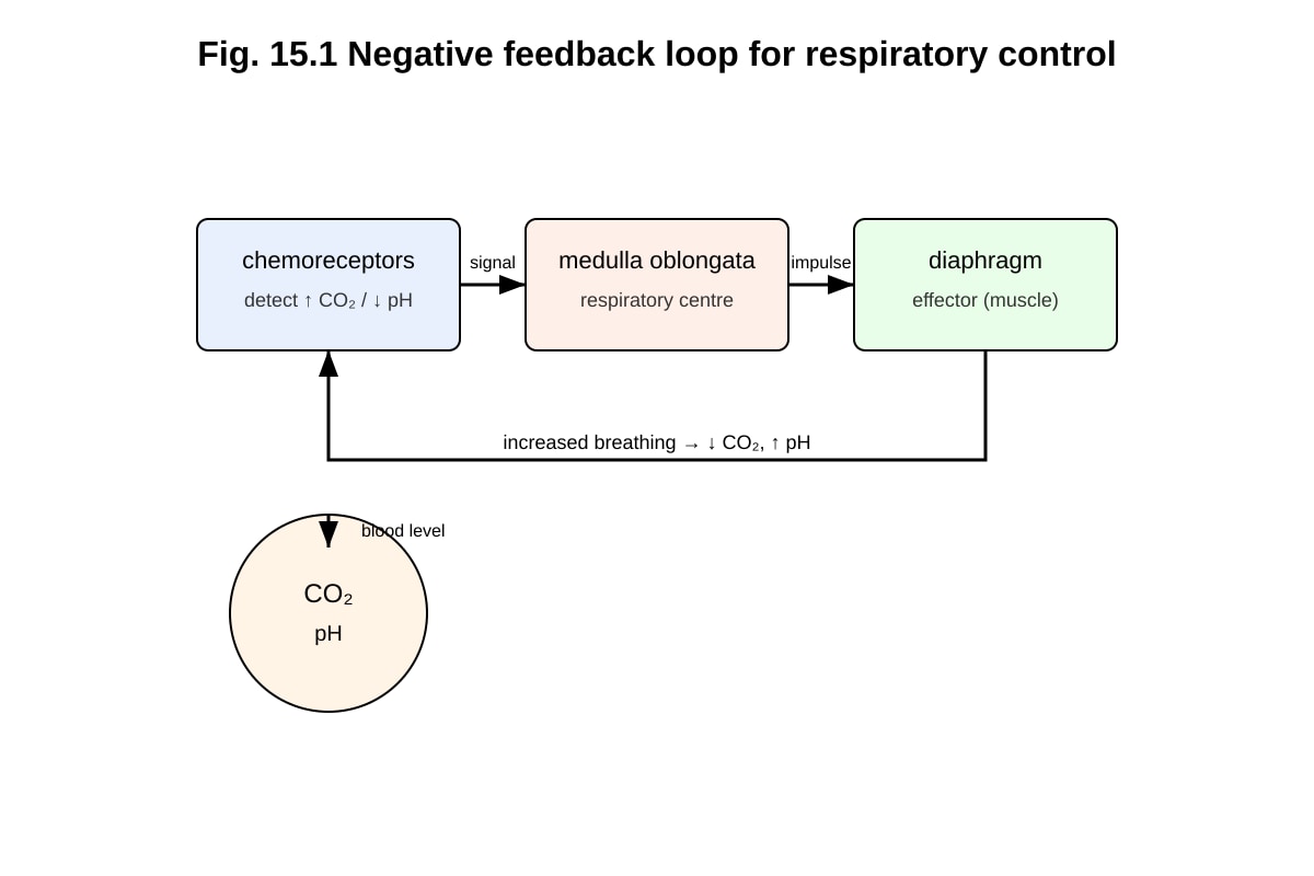 Diagram for Q15 (ALEVEL Biology H2)
