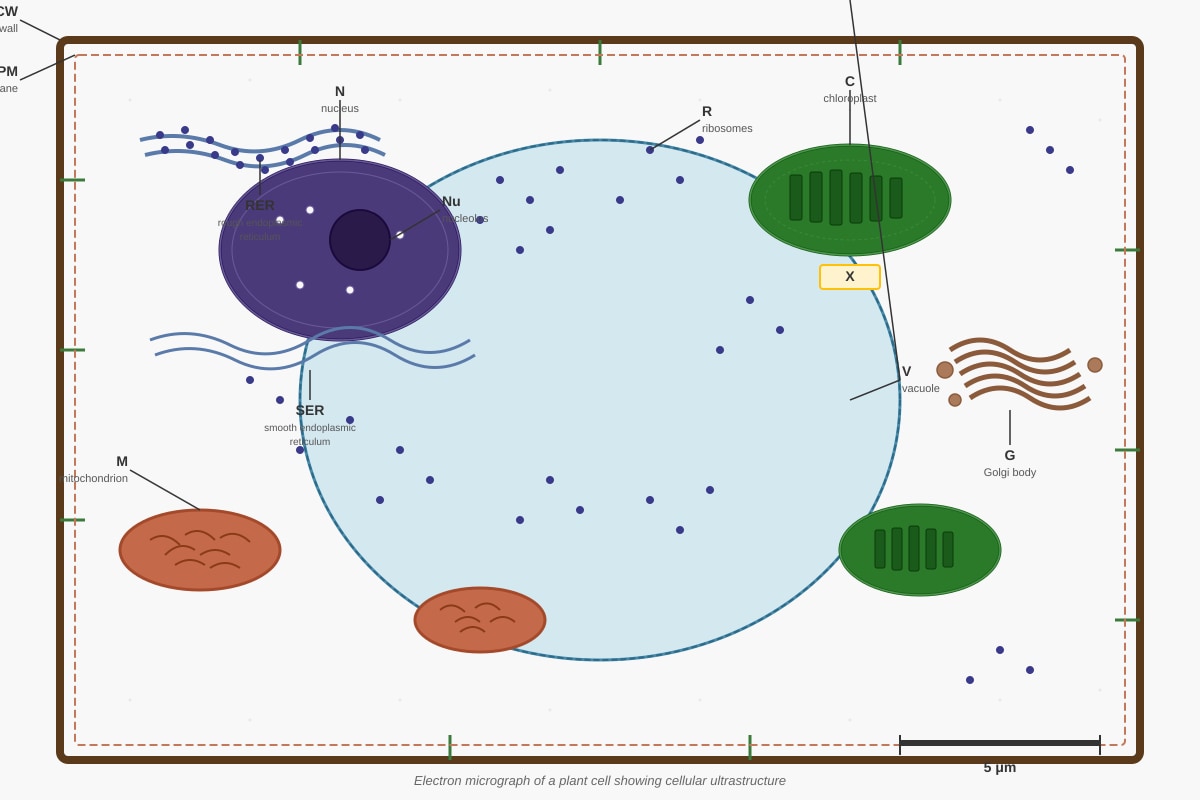 Diagram for Q3 (SEC3 Biology)