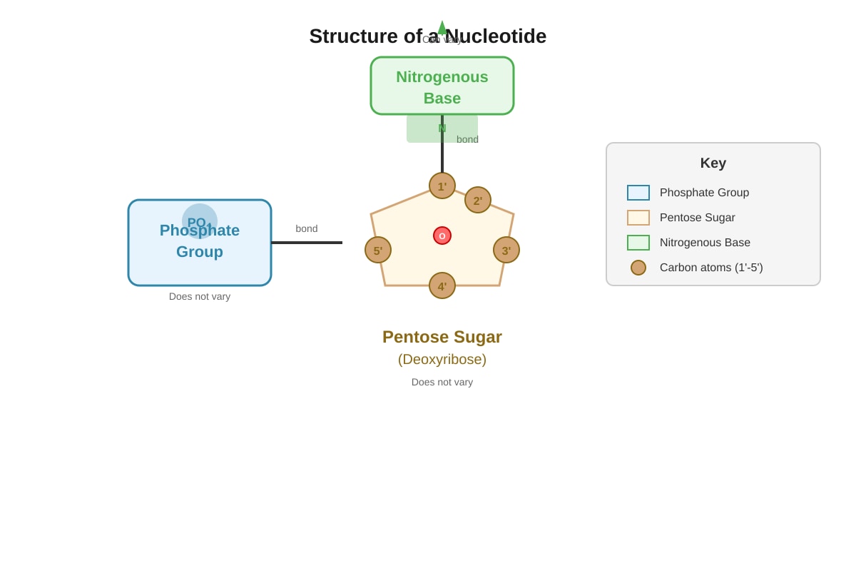 Diagram for Q2 (SEC3 Biology)