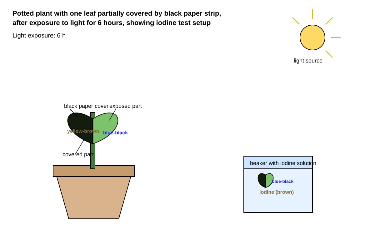 Experimental Setup for Q13 (SEC3 Biology)